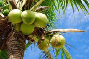 Coconuts-can-improve-immunity