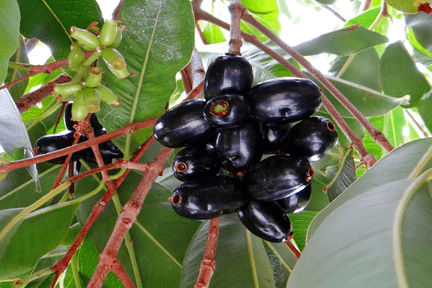 Exploring-the-Health-Benefits-of-Jamun-Fruit